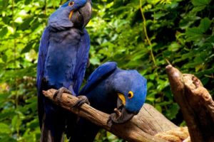 macaw, Parrot, Bird, Tropical,  7