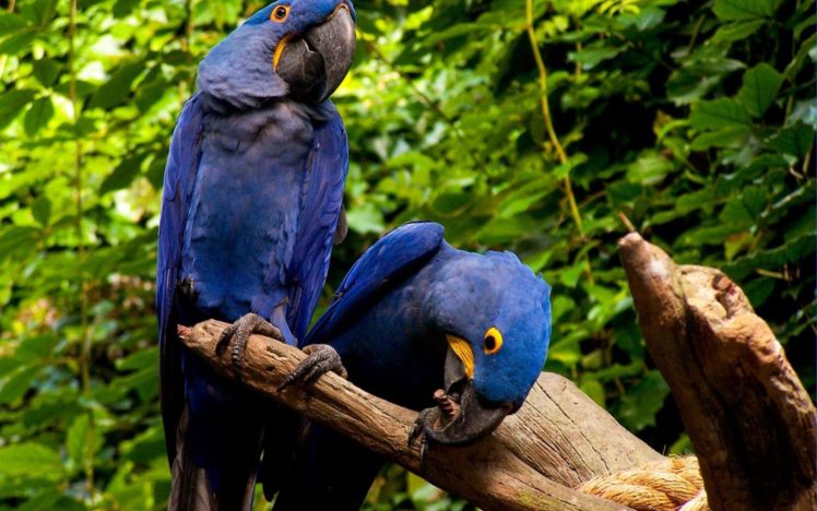 macaw, Parrot, Bird, Tropical,  7 HD Wallpaper Desktop Background