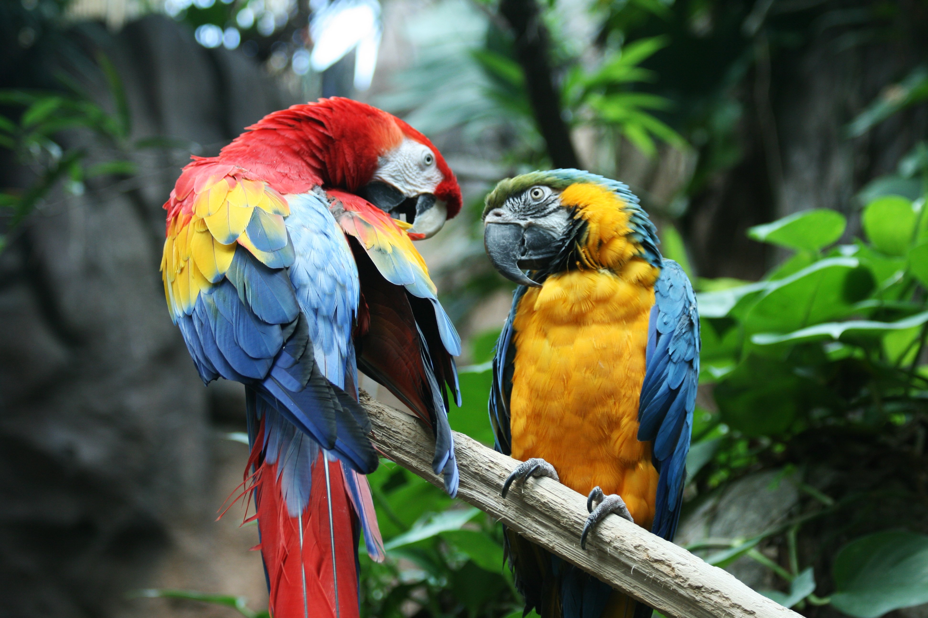 Exotic Jungle Birds Parrot Macaw Bird Tropical Desktop Backgrounds ...