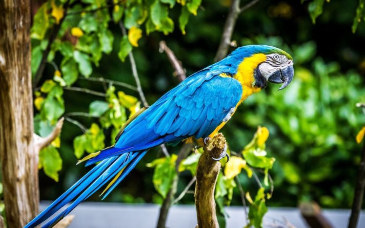 macaw, Parrot, Bird, Tropical,  37 HD Wallpaper Desktop Background