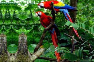macaw, Parrot, Bird, Tropical,  45