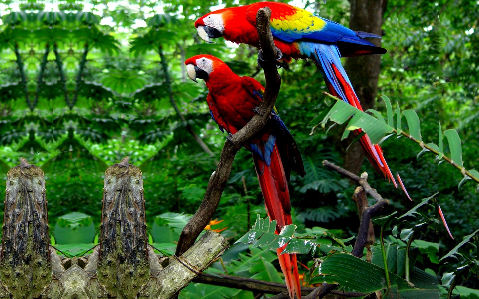macaw, Parrot, Bird, Tropical,  45 Wallpaper