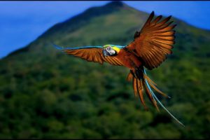 macaw, Parrot, Bird, Tropical,  41