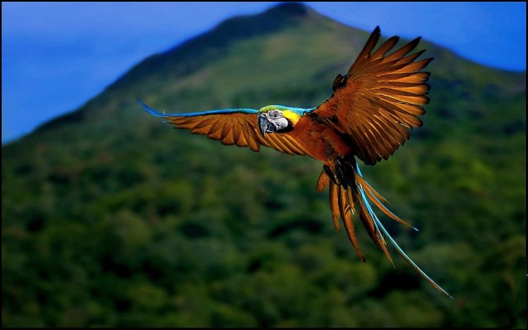 macaw, Parrot, Bird, Tropical,  41 HD Wallpaper Desktop Background