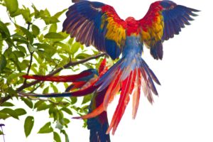 macaw, Parrot, Bird, Tropical,  49