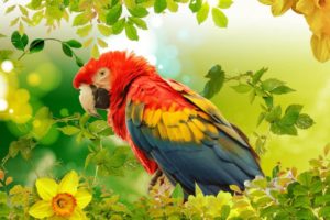 macaw, Parrot, Bird, Tropical,  56