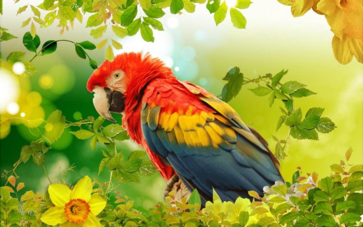 macaw, Parrot, Bird, Tropical,  56 HD Wallpaper Desktop Background