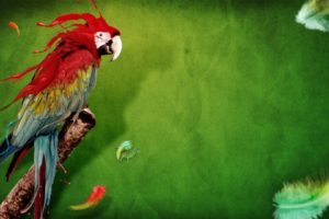 macaw, Parrot, Bird, Tropical, Psychedelic, Artwork, Art