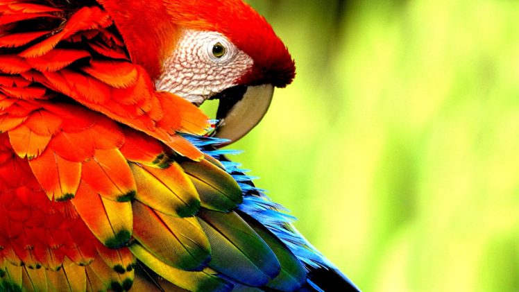 macaw, Parrot, Bird, Tropical, 71 Wallpapers HD / Desktop and Mobile  Backgrounds