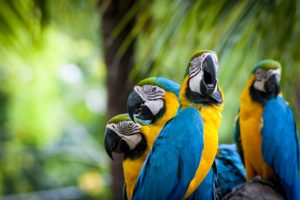 macaw, Parrot, Bird, Tropical,  68