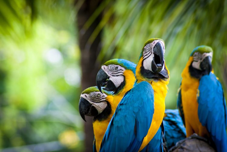 macaw, Parrot, Bird, Tropical,  68 HD Wallpaper Desktop Background