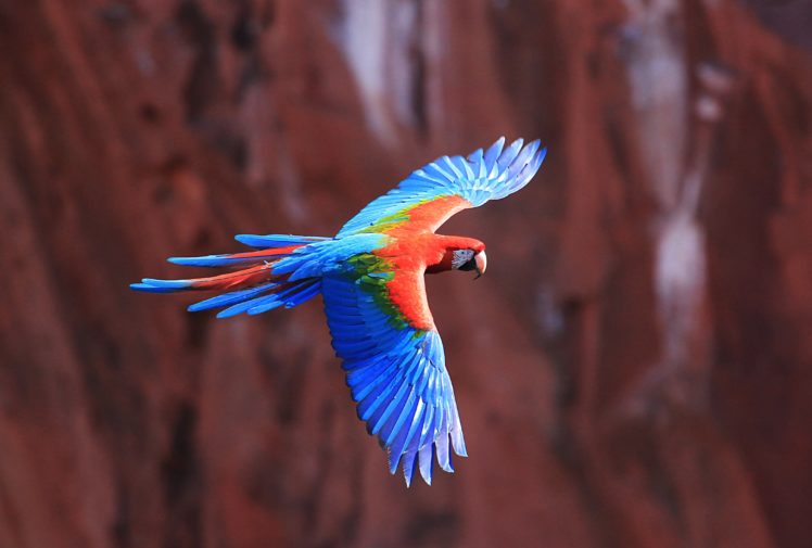 macaw, Parrot, Bird, Tropical,  80 , Jpg HD Wallpaper Desktop Background