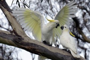 cockatoo, Parrot, Bird, Tropical,  17