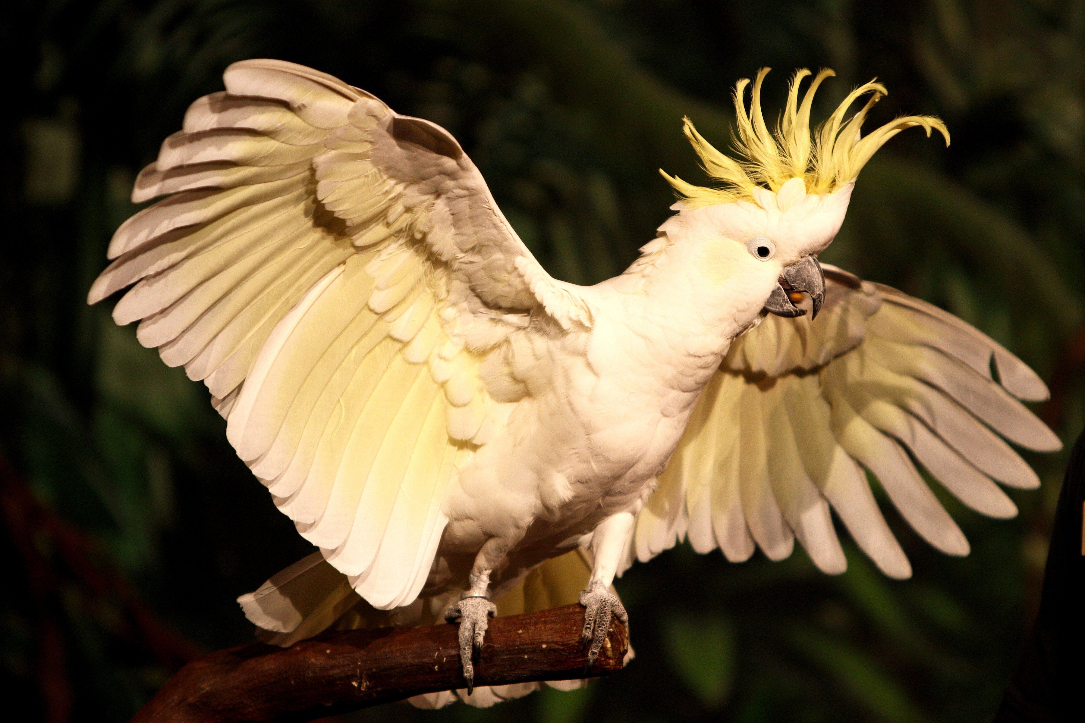 white cockatoo parrot