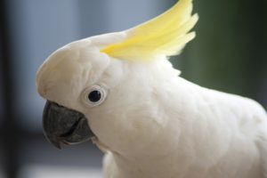 cockatoo, Parrot, Bird, Tropical,  69