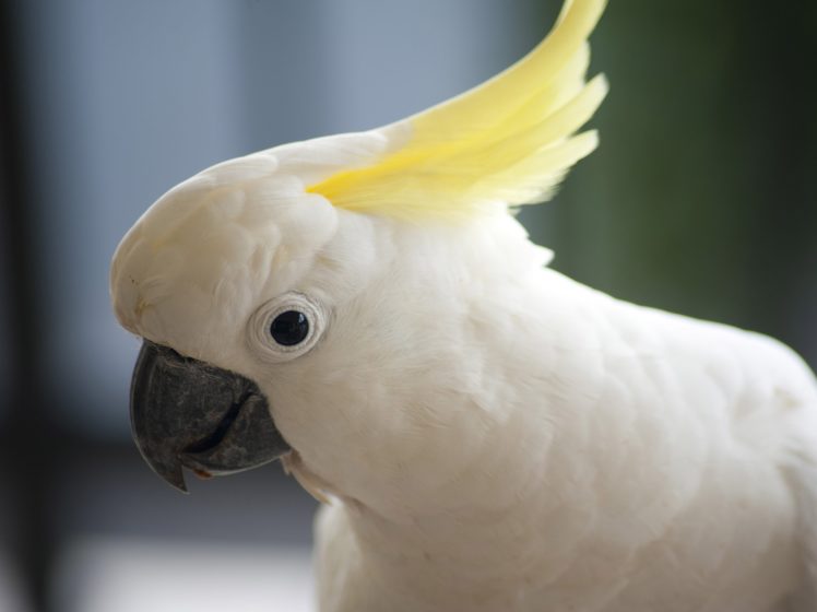 cockatoo, Parrot, Bird, Tropical,  69 HD Wallpaper Desktop Background