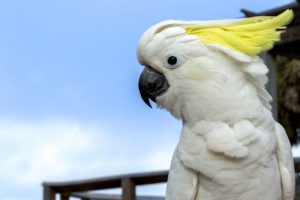 cockatoo, Parrot, Bird, Tropical,  84