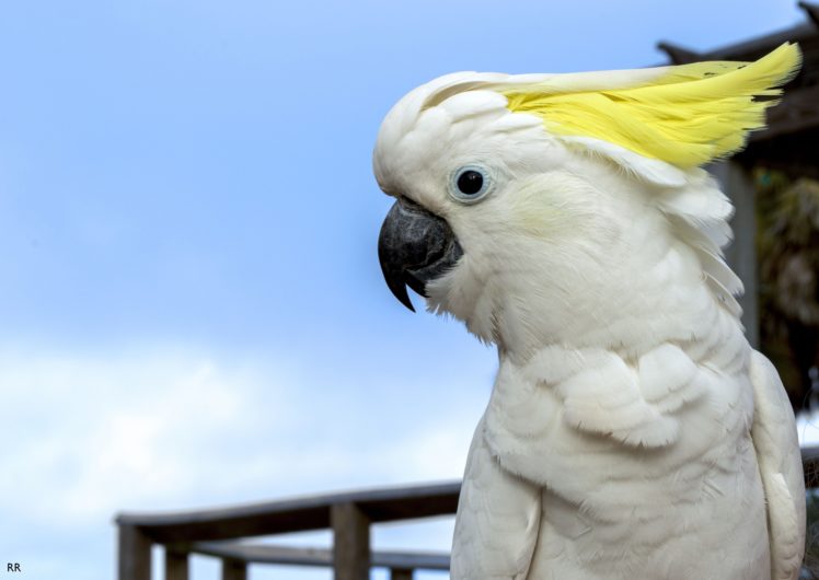 cockatoo, Parrot, Bird, Tropical,  84 HD Wallpaper Desktop Background