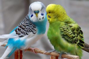 parakeet, Budgie, Parrot, Bird, Tropical,  5