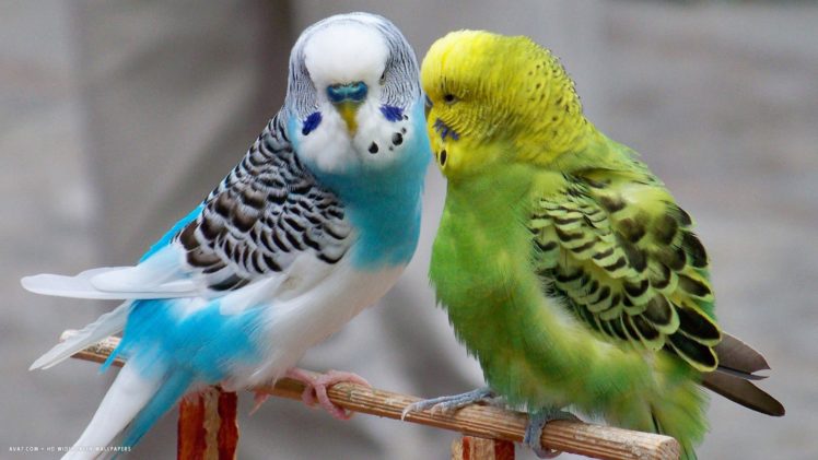 parakeet, Budgie, Parrot, Bird, Tropical,  5 HD Wallpaper Desktop Background