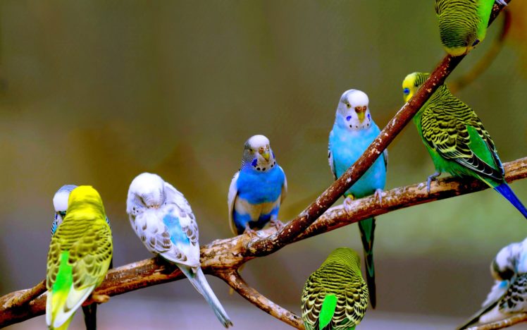 parakeet, Budgie, Parrot, Bird, Tropical,  13 HD Wallpaper Desktop Background