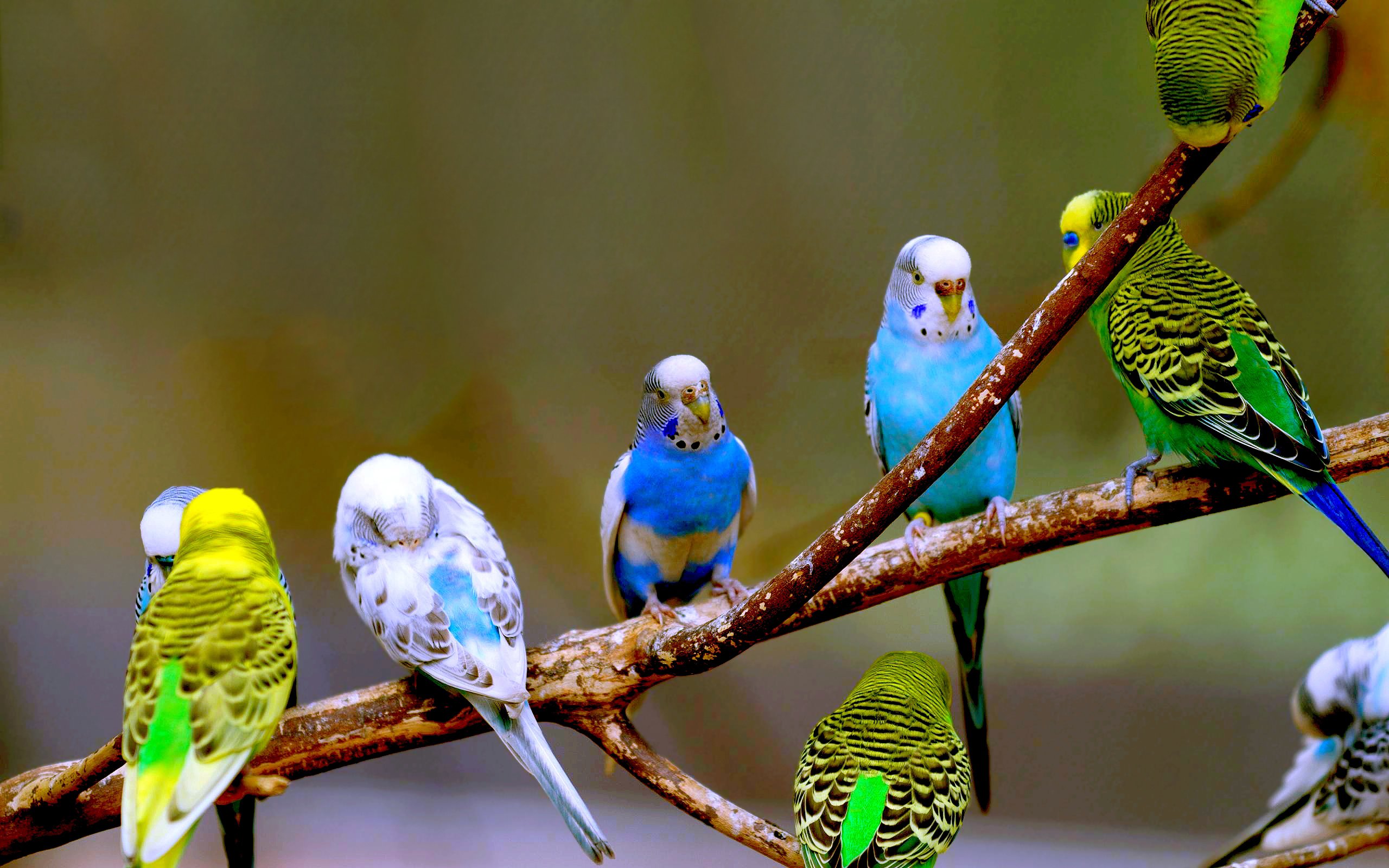 parakeet, Budgie, Parrot, Bird, Tropical,  13 Wallpaper