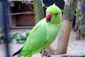 parakeet, Budgie, Parrot, Bird, Tropical,  25
