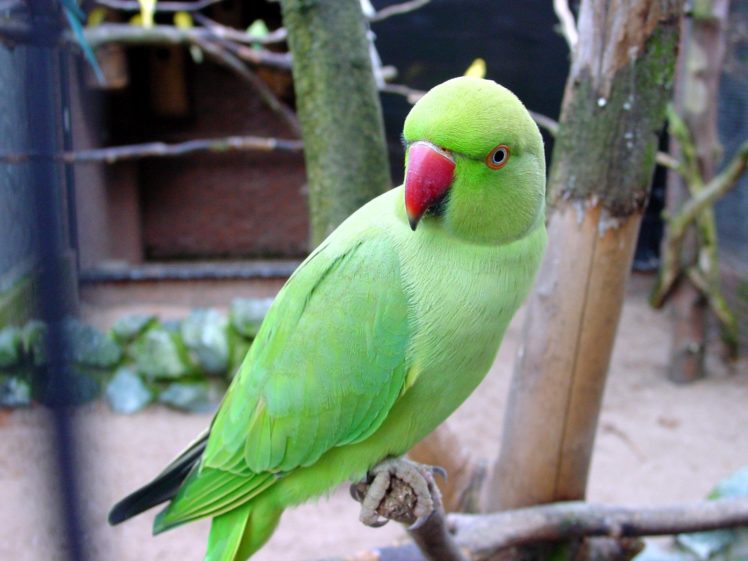 parakeet, Budgie, Parrot, Bird, Tropical,  25 HD Wallpaper Desktop Background