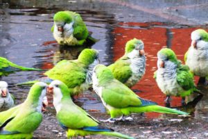 parakeet, Budgie, Parrot, Bird, Tropical,  37 , Jpg