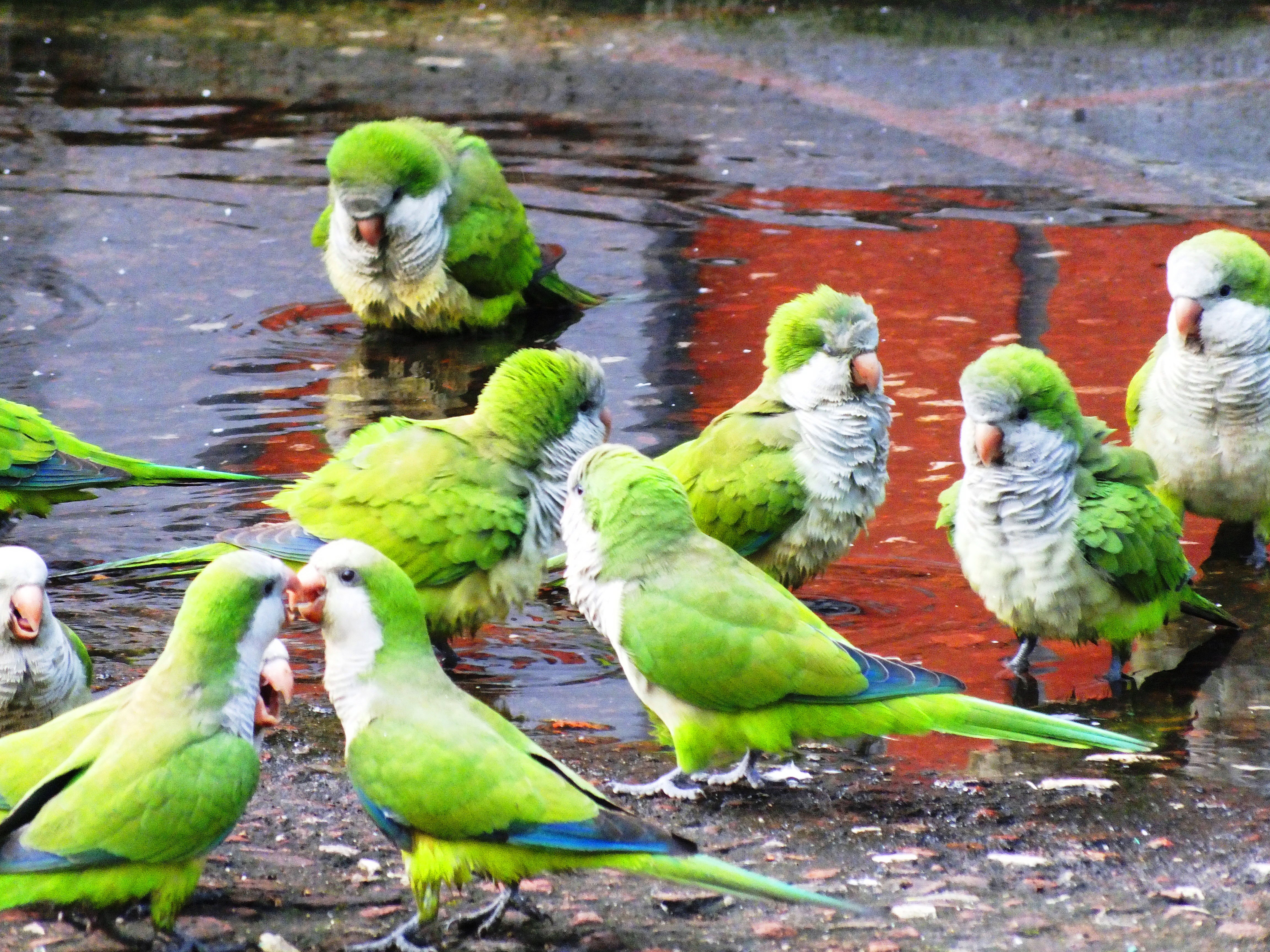 parakeet, Budgie, Parrot, Bird, Tropical,  37 , Jpg Wallpaper