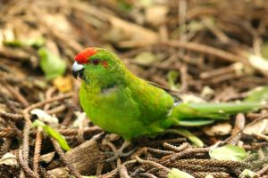 parakeet, Budgie, Parrot, Bird, Tropical,  46