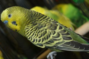 parakeet, Budgie, Parrot, Bird, Tropical,  48