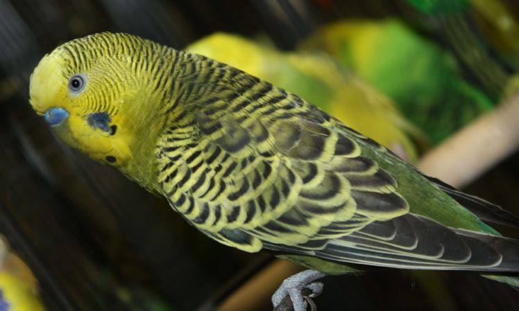 parakeet, Budgie, Parrot, Bird, Tropical,  48 HD Wallpaper Desktop Background