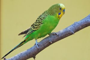 parakeet, Budgie, Parrot, Bird, Tropical,  53