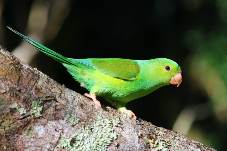 parakeet, Budgie, Parrot, Bird, Tropical,  60 , Jpg HD Wallpaper Desktop Background