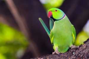 parakeet, Budgie, Parrot, Bird, Tropical,  63