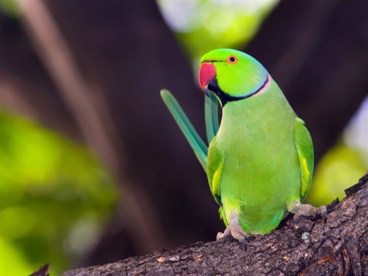 parakeet, Budgie, Parrot, Bird, Tropical,  63 HD Wallpaper Desktop Background