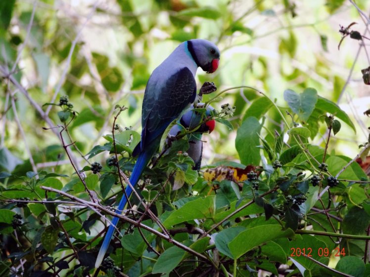parakeet, Budgie, Parrot, Bird, Tropical,  11 , Jpg HD Wallpaper Desktop Background