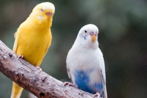 parakeet, Budgie, Parrot, Bird, Tropical,  32