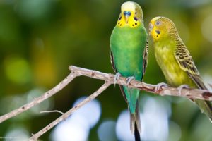 parakeet, Budgie, Parrot, Bird, Tropical,  31