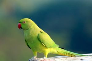 parakeet, Budgie, Parrot, Bird, Tropical,  45