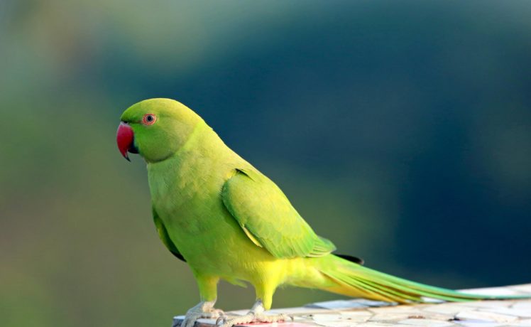 parakeet, Budgie, Parrot, Bird, Tropical,  45 HD Wallpaper Desktop Background