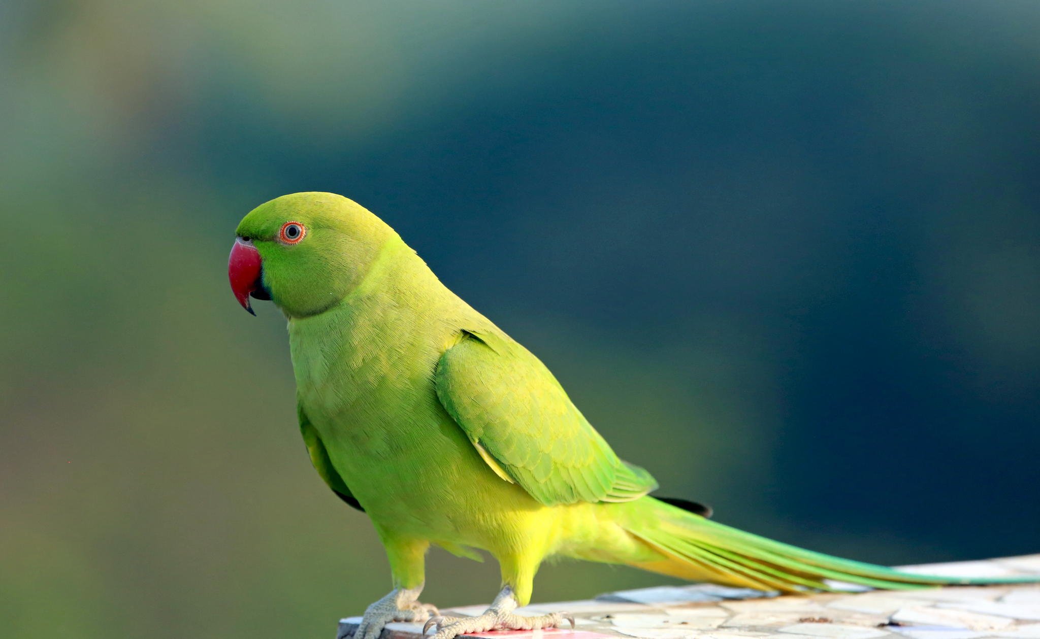 parakeet, Budgie, Parrot, Bird, Tropical, 45 Wallpapers HD / Desktop