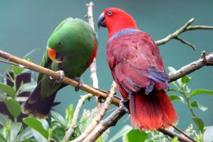 eclectus, Parrot, Bird, Tropical,  31