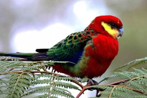 rosella, Parrot, Bird, Tropical,  22