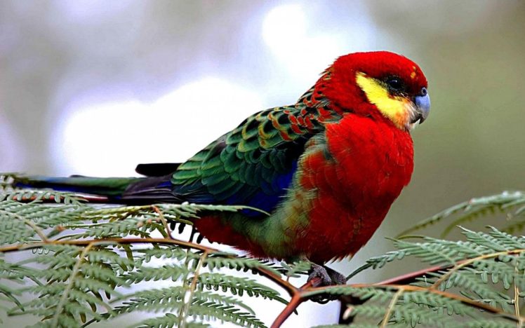 rosella, Parrot, Bird, Tropical,  22 HD Wallpaper Desktop Background