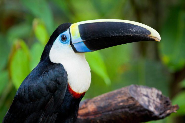 toucan, Parrot, Bird, Tropical,  5 HD Wallpaper Desktop Background