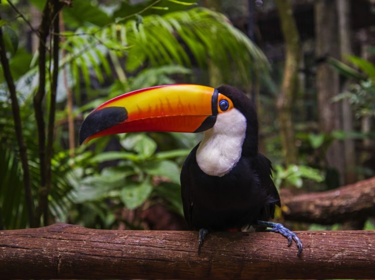 toucan, Parrot, Bird, Tropical,  14 HD Wallpaper Desktop Background