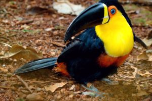 toucan, Parrot, Bird, Tropical,  24