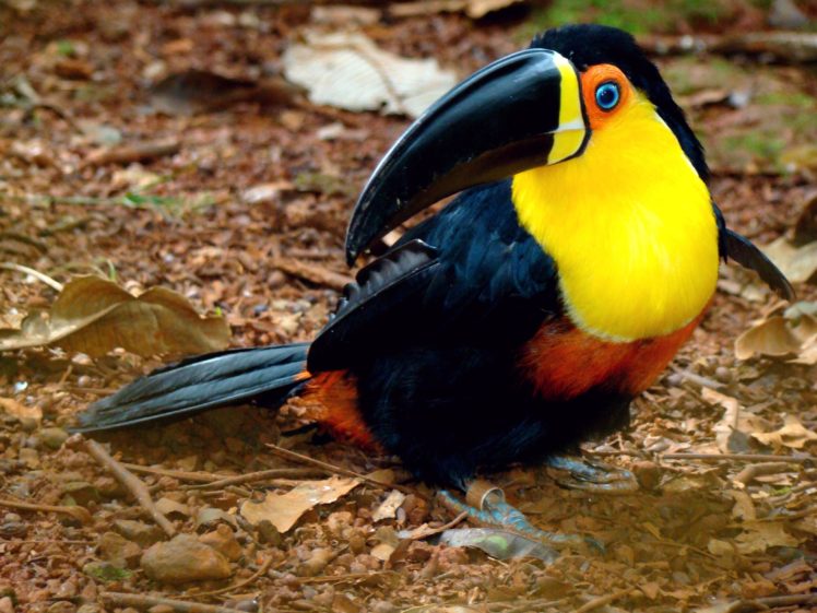 toucan, Parrot, Bird, Tropical,  24 HD Wallpaper Desktop Background
